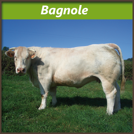Bagnole