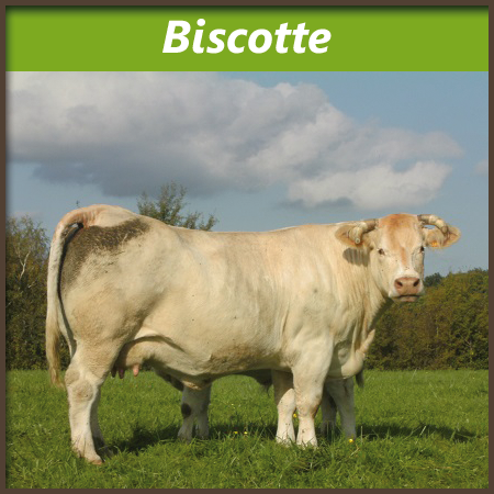 Biscotte