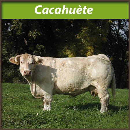 Cacahuete