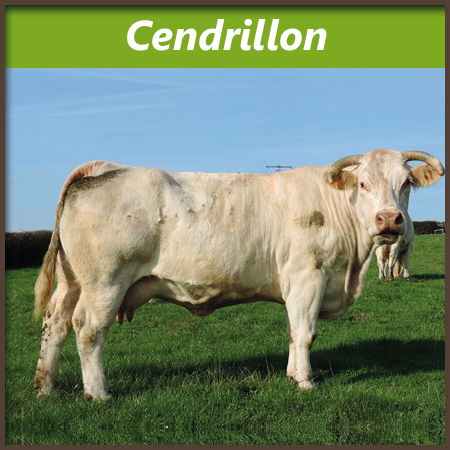 Cendrillon