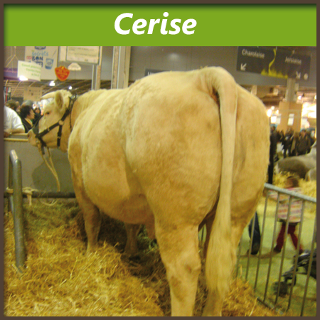 Cerise