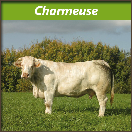 Charmeuse
