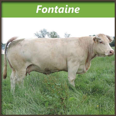Fontaine
