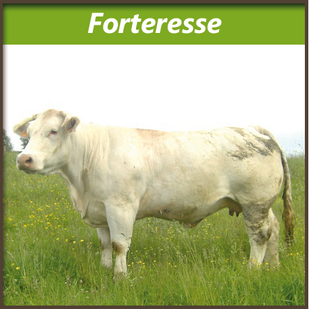 Forteresse