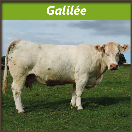 Galilee
