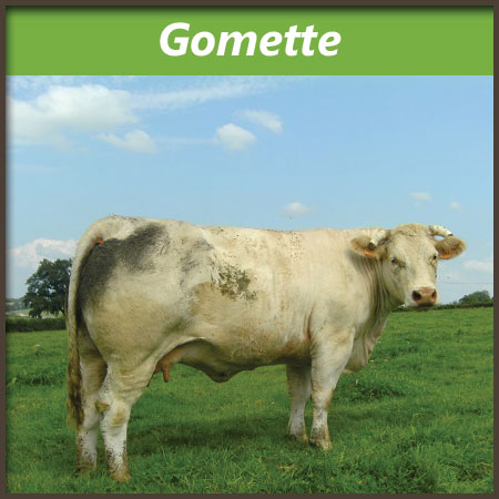 Gomette
