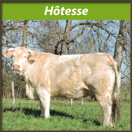 Hotesse