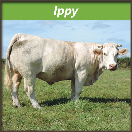 Ippy