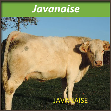 Javanaise