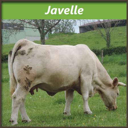 Javelle