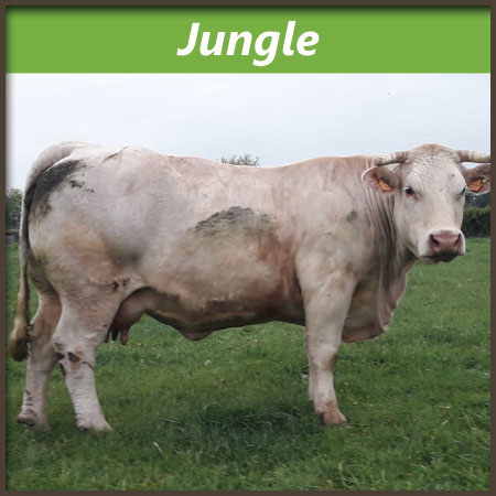 Jungle