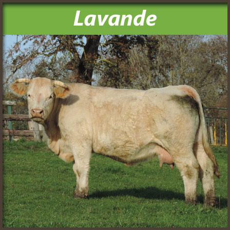 Lavande