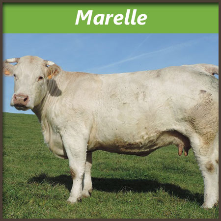 Marelle