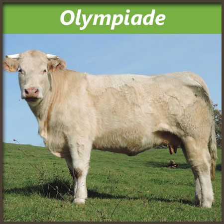 Olympiade