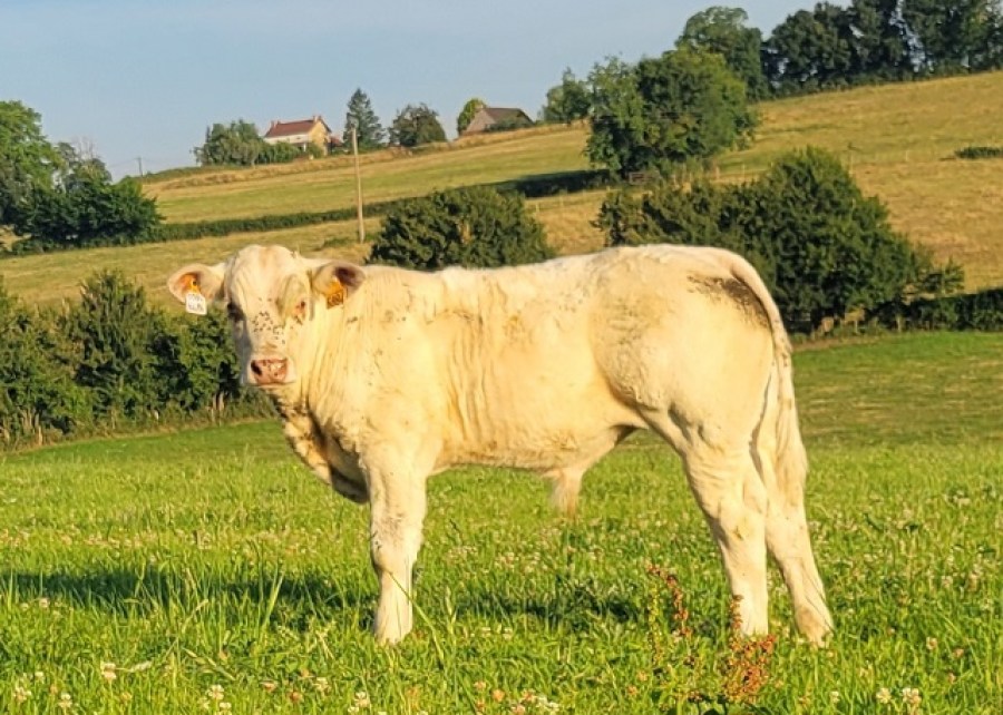 ACHILLE
