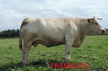 FRAMBOISE8